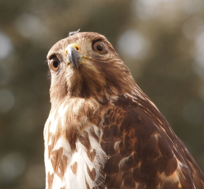 [Close view of a hawk looking directly at the camera. The bird has one tiny, wispy feather loose across the top of its head.]